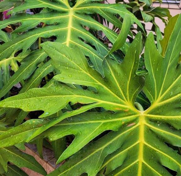 בית מלון כפרי Saint Charles Inn, Belize Central America