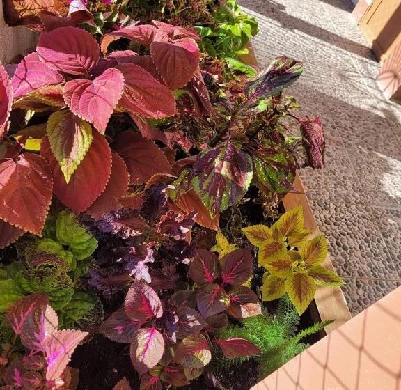 בית מלון כפרי Saint Charles Inn, Belize Central America