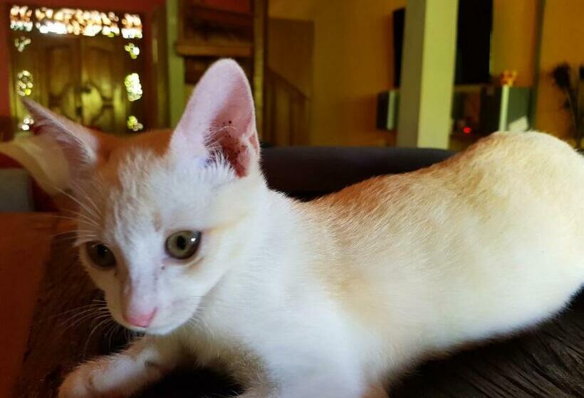 Hotel Villa Lumbalumba