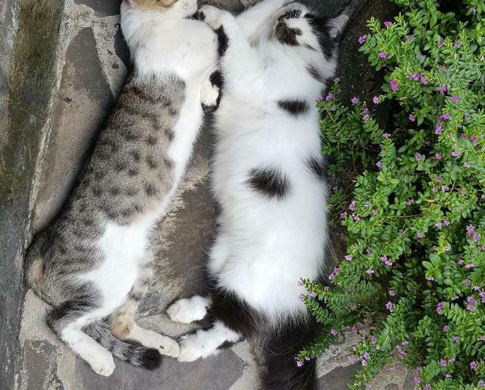 Hotel Villa Lumbalumba