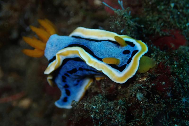 Jukung Dive Resort Bali Amed