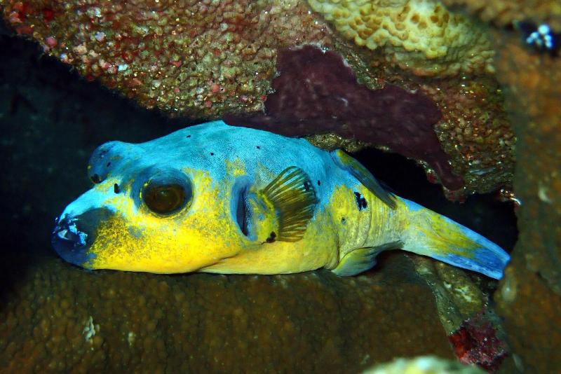 Jukung Dive Resort Bali Amed
