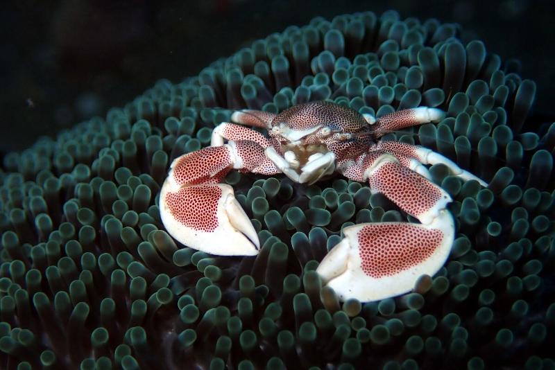 Jukung Dive Resort Bali Amed