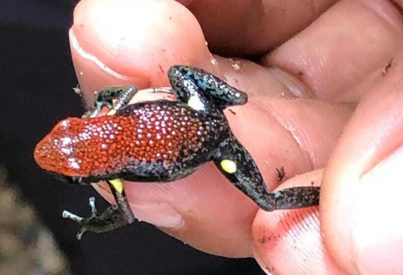 هتل Jungle Lodge El Jardin Aleman