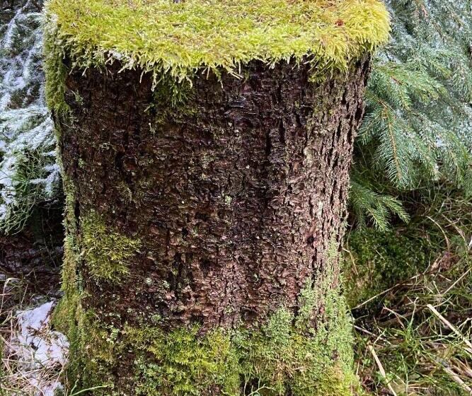 בית מלון כפרי Neues Haus   Berggasthof Und