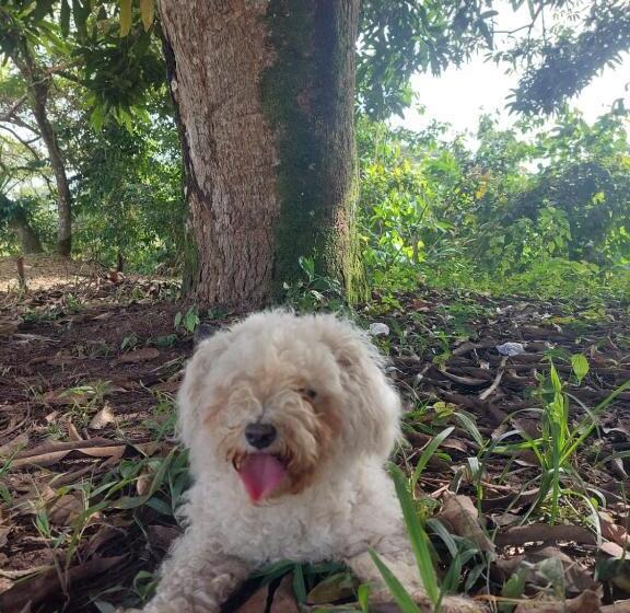 پانسیون Casa De Viole