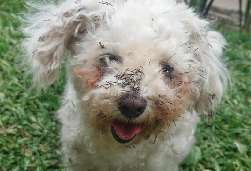 پانسیون Casa De Viole