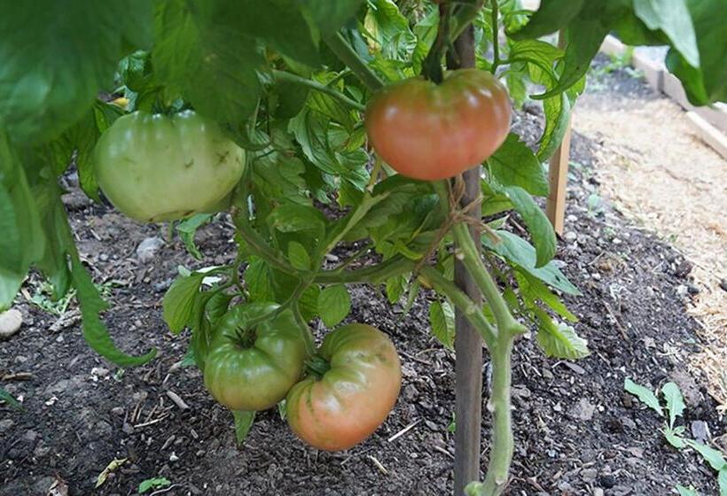 צימר Pelican Guest House. Village Style Living. Spend Vacation Time In Eco Place!