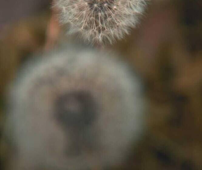 Domos Andinos Hostcamp