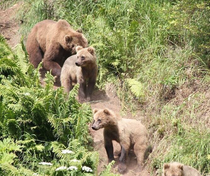 Отель Great Alaska Adventure Lodge