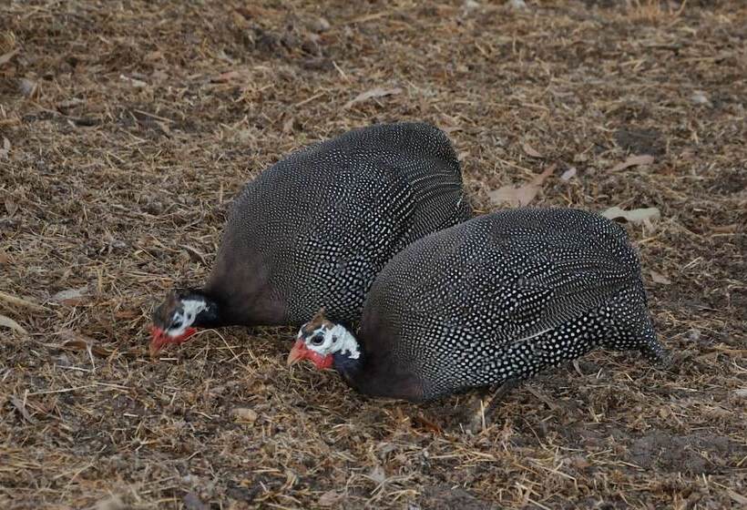 בית מלון כפרי Wilga Farm Stay