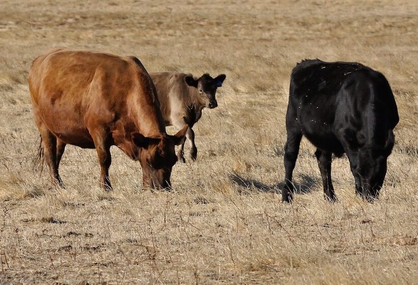 בית מלון כפרי Wilga Farm Stay