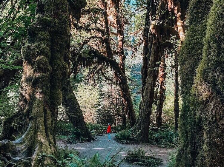 فندق Wander Camp Olympic