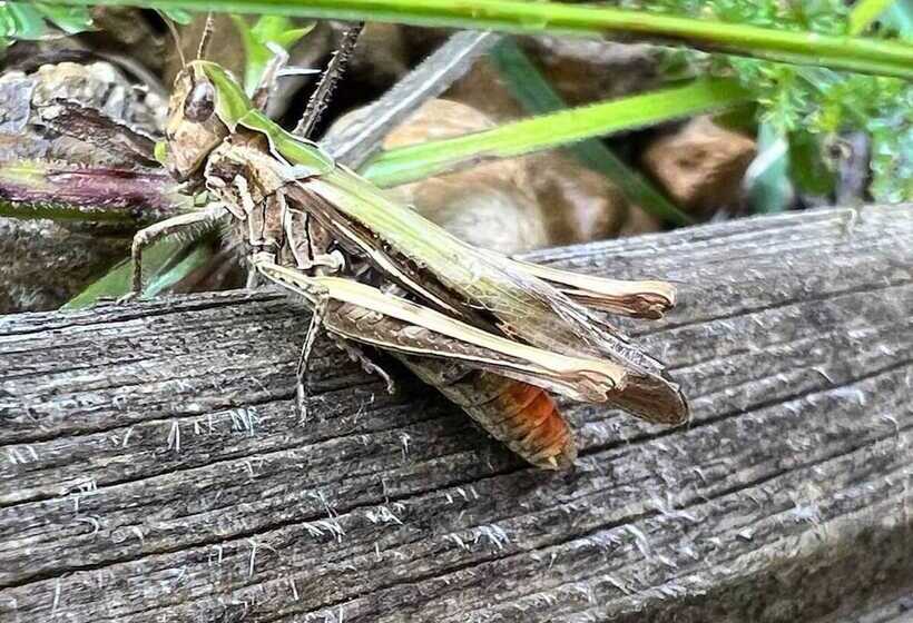 פנסיון Maryhill House