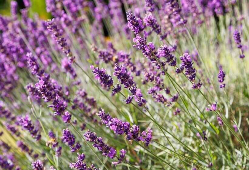 פנסיון Maryhill House