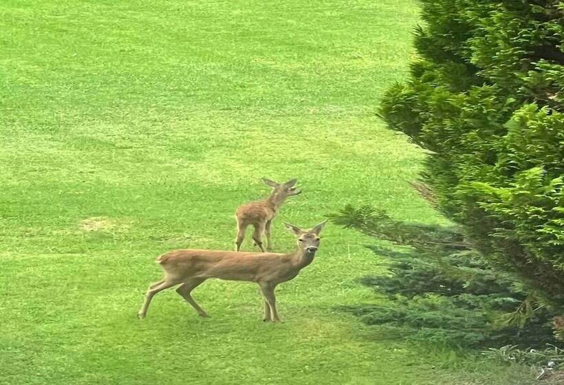 פנסיון Maryhill House