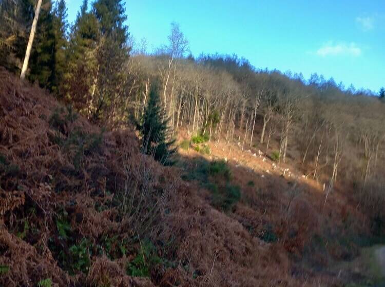 إقامة The Bungalow, Forest Of Dean