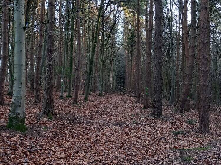 إقامة The Bungalow, Forest Of Dean