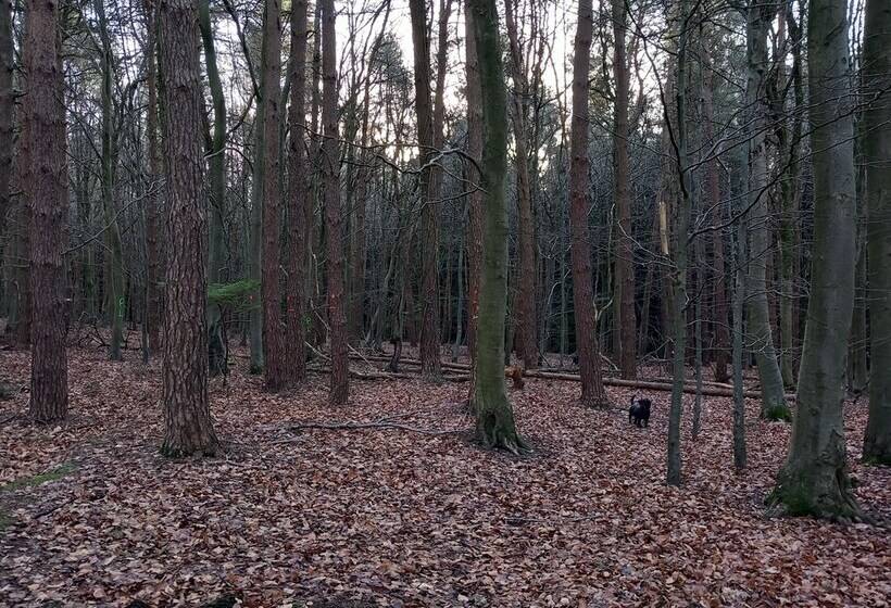 레지던스 The Bungalow, Forest Of Dean