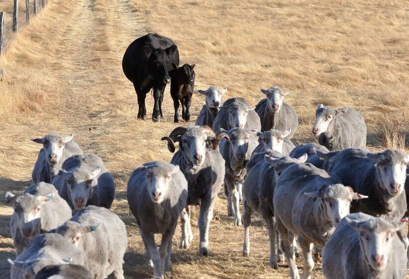 Wilga Farm Stay   Shearer S Shacks   Single