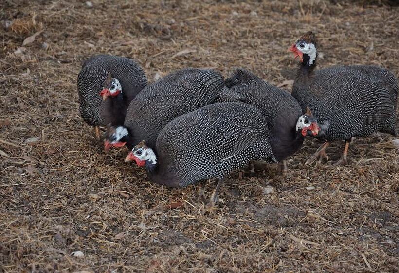 Wilga Farm Stay   Shearer S Shacks   Single