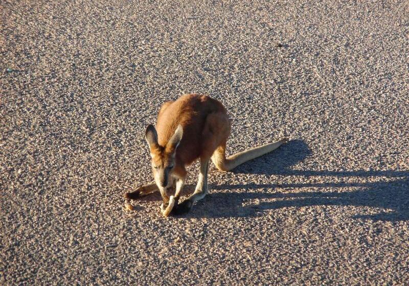 تختخواب و صبحانه On The Deck @ Shark Bay