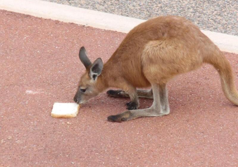تختخواب و صبحانه On The Deck @ Shark Bay