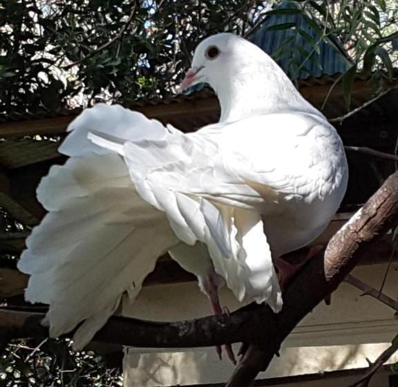 住宿加早餐  The Dove Cote