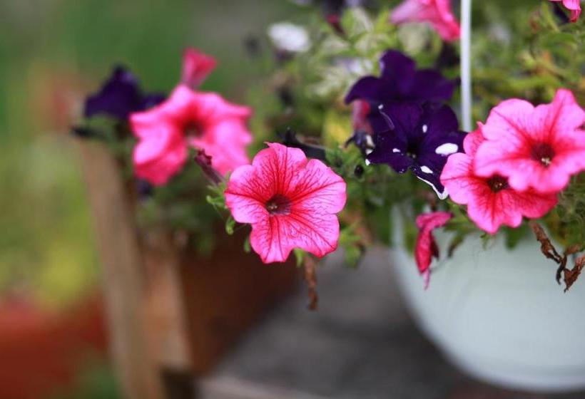 Historic Hotel Alte Goste