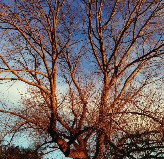 Lorelei Bed & Breakfast