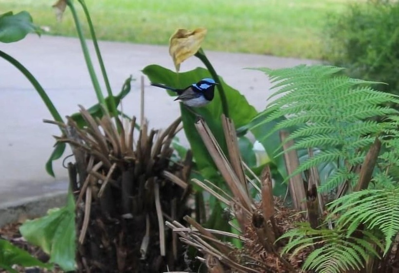 モーテル Aristocrat Waurnvale