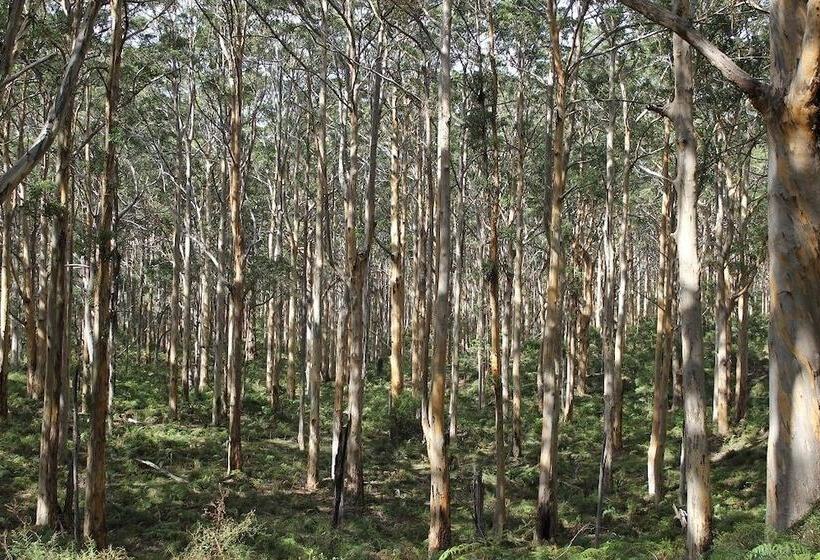 Edge Of The Forest Motel