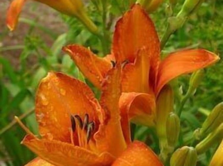 منتجع Ford House Bed & Breakfast