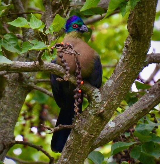 ペンション Jade Mountain Cottage 玉山小屋