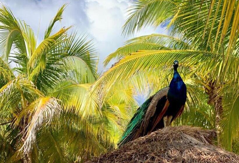 پانسیون Villa Chachyta