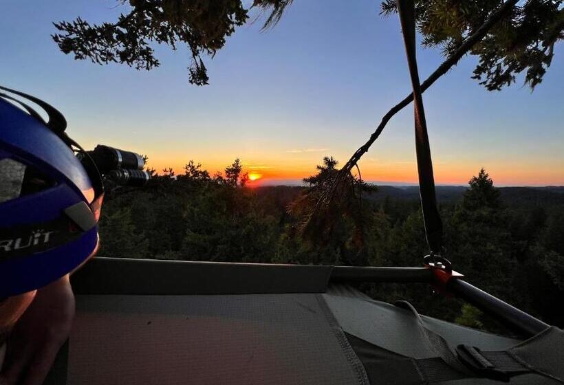 Bed and Breakfast Tree Climbing At Silver Falls
