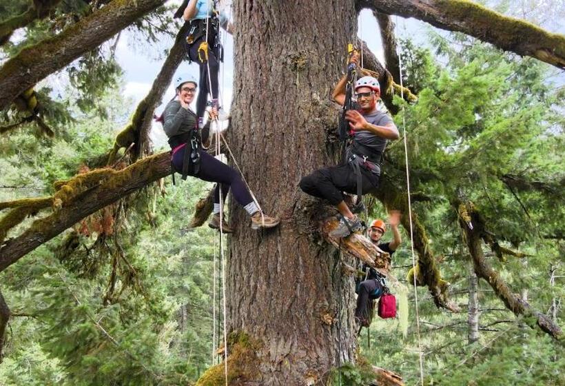 민박 Tree Climbing At Silver Falls