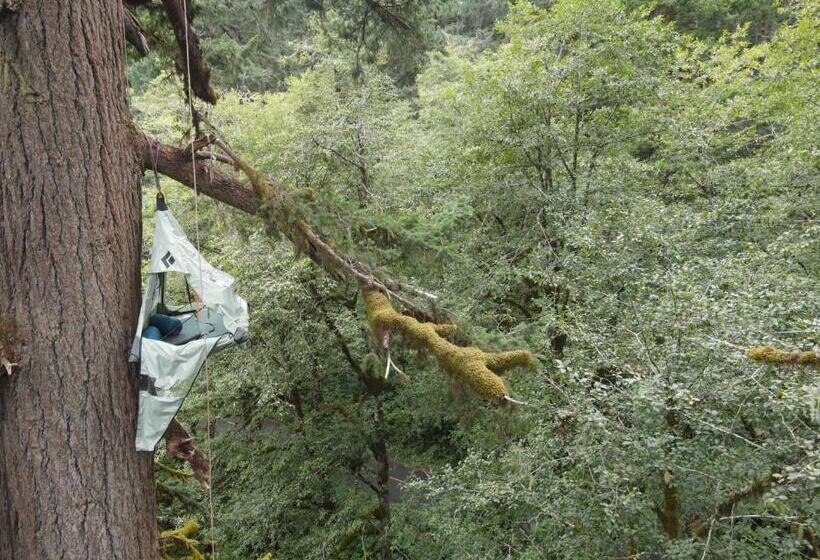 Bed and Breakfast Tree Climbing At Silver Falls
