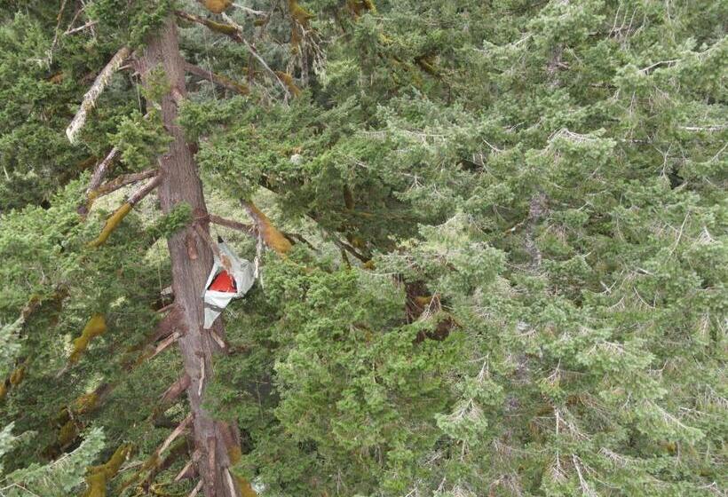 Bed and Breakfast Tree Climbing At Silver Falls