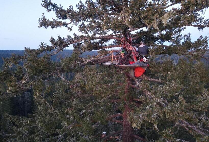 민박 Tree Climbing At Silver Falls