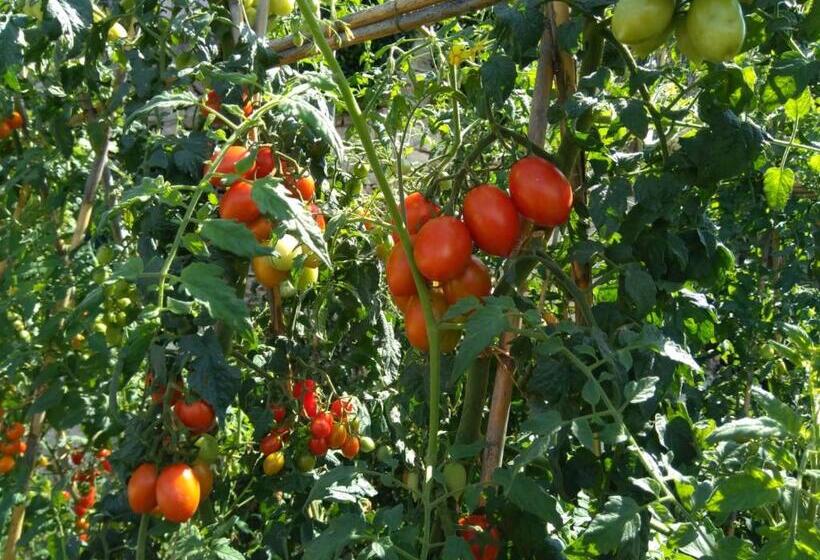 בית מלון כפרי Agriturismo Caruggiu Di Via Vecchia