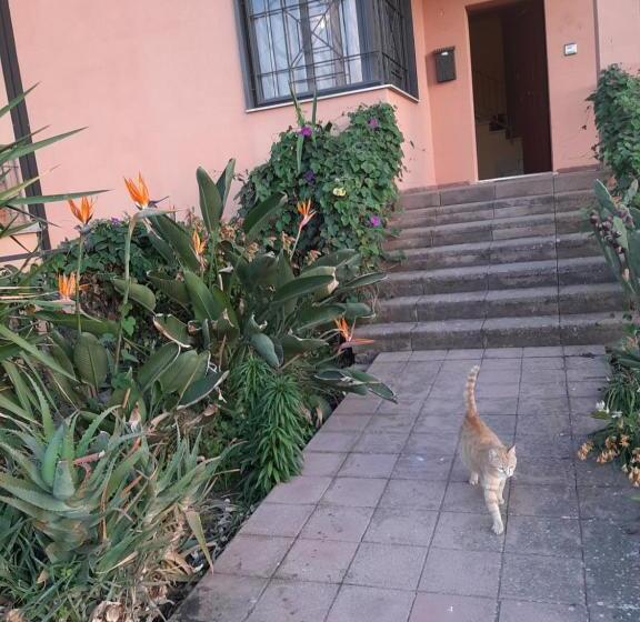 Пансион Cat Shouse