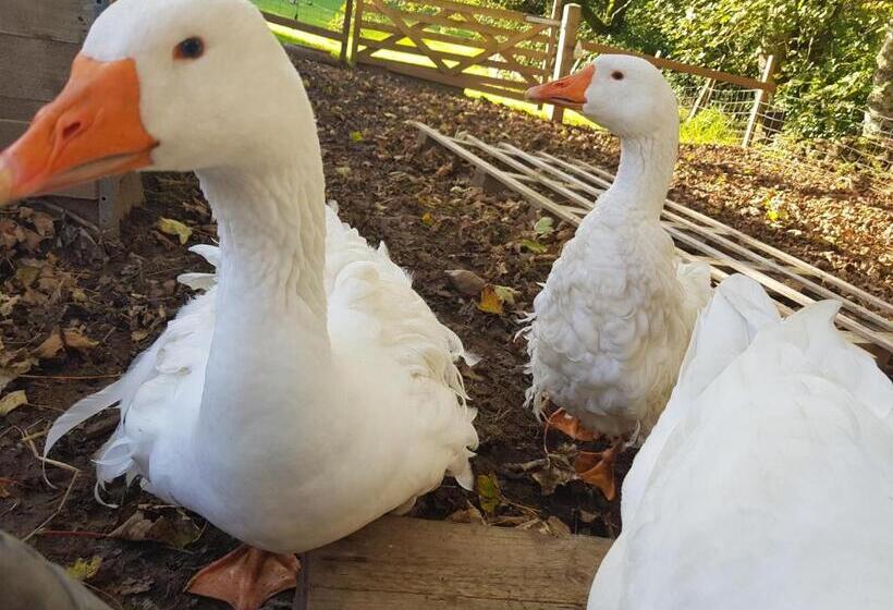 פנסיון B&b In Rural Location Only 10 Minutes To Islay Ferry Terminal