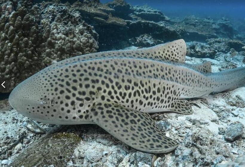 فندق Seaside Sanctuary Bungalows