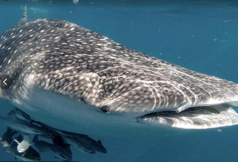 فندق Seaside Sanctuary Bungalows