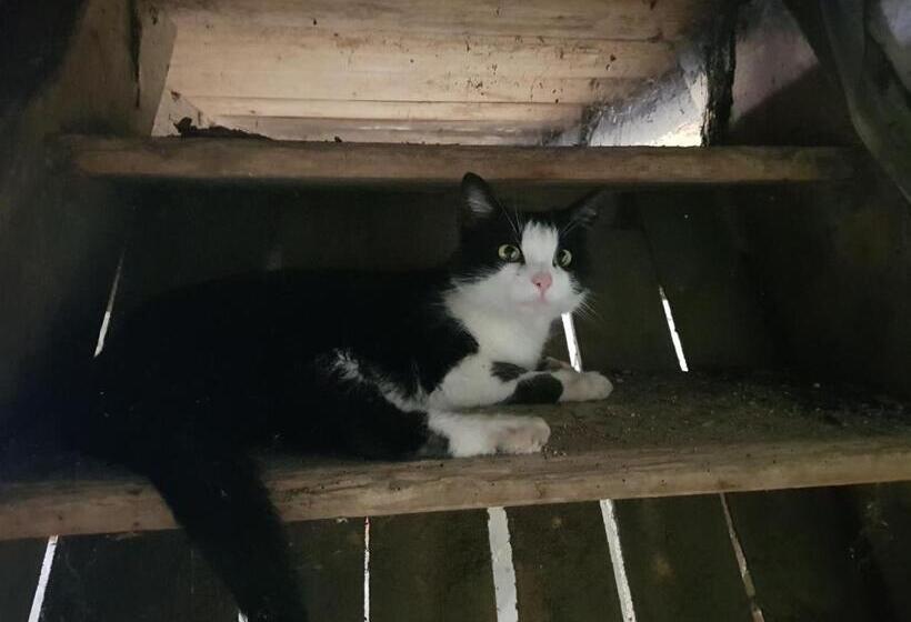 ペンション Gasthof Oberschmiede