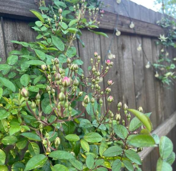 ペンション Private Room5 Near Downtown