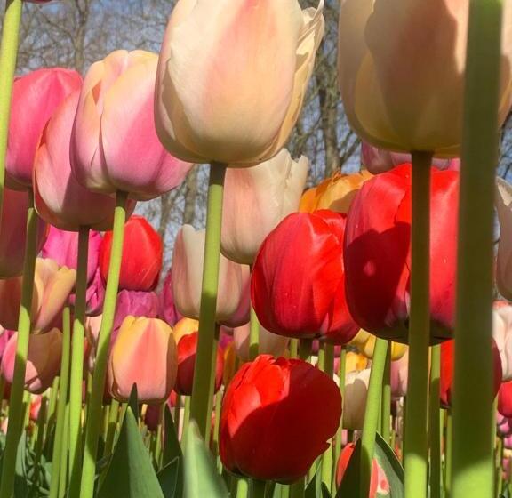 Bed and Breakfast Bloem & Bed