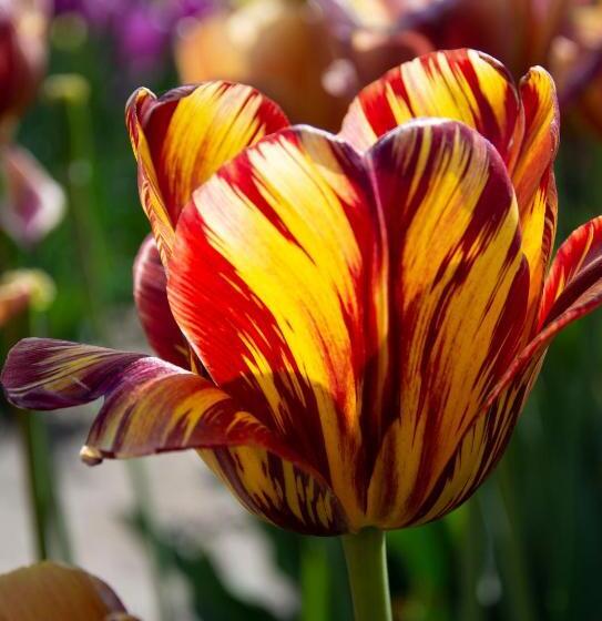 Bed and Breakfast Bloem & Bed