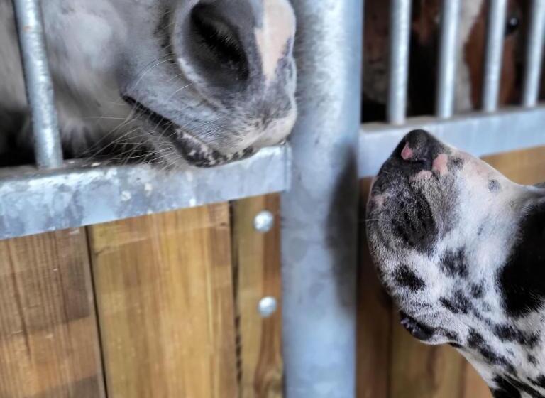 ベッドアンドブレックファースト Chambre D Hôtes Au Haras D Agathe Et Ses Princes